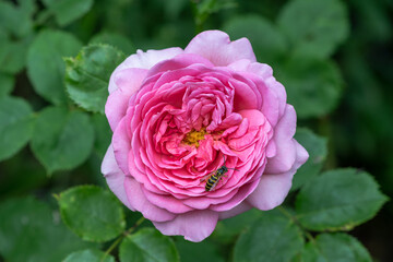 Biene auf  einer Rose Princess Alexandra of Kent