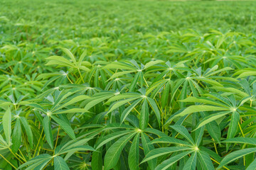 The cassava tree in the cassava mite is growing during the rainy season in Asia, Thailand.