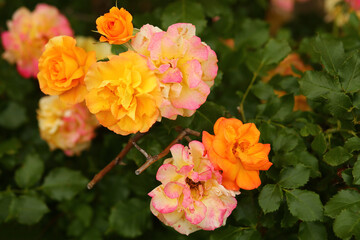 Closeup of floribunda pink and orange garden roses bush