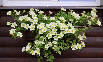 Window box full of white petunias. White flowering plants in a flower box in the window sill