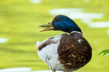 Portrait of a mallard drake on the shore with open beak - Powered by Adobe
