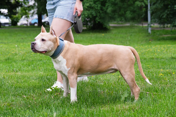 Dog breed American Staffordshire Terrier stands on the lawn with his owner. Walking with the dog in the city park. Purebred dog in the city