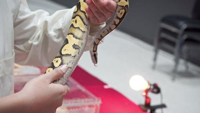 Ball python on hand. It's a popular pet in Thailand.