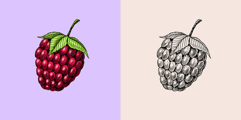 Raspberries in vintage style. Summer fruit. Berries. Engraved hand drawn in old sketch.