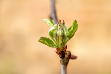 many fresh buds on a apple branch