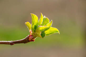 many fresh buds on a apple branch