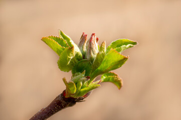 many fresh buds on a apple branch