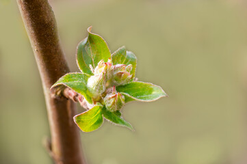 many fresh buds on a apple branch