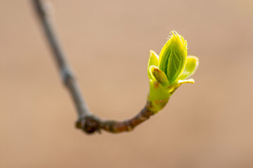 many fresh buds on a branch