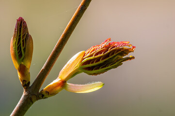 many fresh buds on a branch