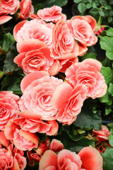 houseplants. pink begonia in a flower pot