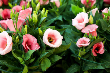 Eustoma Grandiflorum flowers in the garden