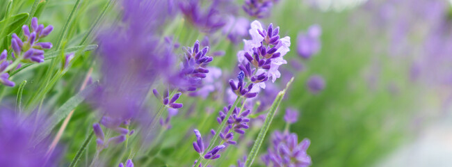 Obraz premium Selective focus on lavender flower. Lavender morning summer blur background.