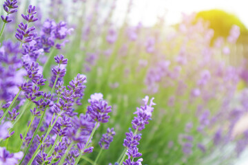 Naklejka premium Selective focus on lavender flower. Lavender morning summer blur background.