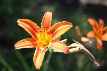 orange tiger lily