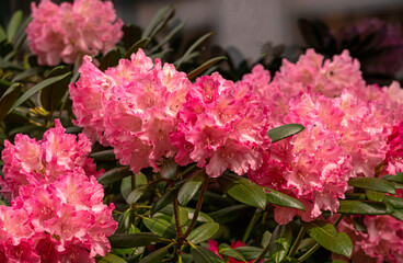 Rhododendron flowers with pink flowers in the garden.