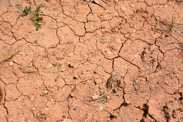 dry surface of the earth with cracks and dried plants