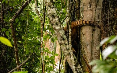 Coati in the Iguazu Jungle