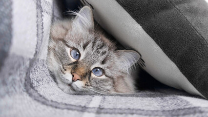 Fototapeta na wymiar Cat lying on sofa close-up. Portrait of beautiful cat resting on sofa indoors and looking ahead. Fluffy pet with big blue eyes lying on couch. Animal theme Little best friends