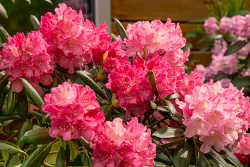 Rhododendron flowers with pink flowers in the garden.