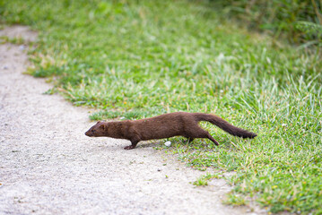 Mink Crossing Path at Park