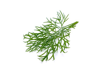fresh dill isolated on white background