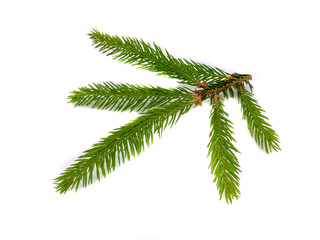 young branch of a pine on white background