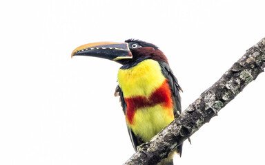 Chestnut-eared Araçari in the Iguazu Jungle