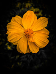 yellow flower on black background