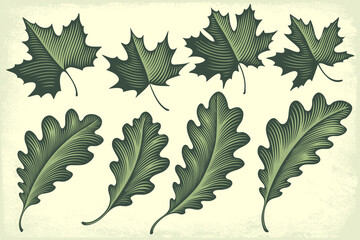 Maple and oak leaves. Design set. Editable hand drawn illustration. Vector vintage engraving. 8 EPS - 512087263