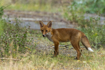 Ein junger Fuchs beobachtet vorsichtig seine Umgebung