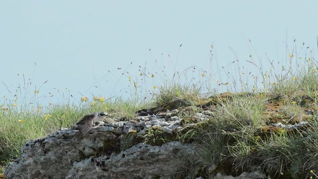 Stretching time for the Northern wheatear (Oenanthe oenanthe)