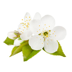 Fototapeta premium Blossoming bud of a cherry tree on a white background.