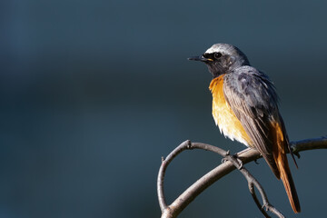 Common redstart, Phoenicurus phoenicurus. The model is illuminated by the last rays of the sunset. The bird sits on a tree branch against a dark background.