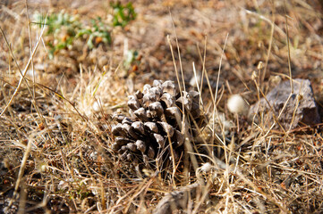 image of pine cone closeup