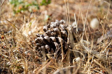 image of pine cone closeup