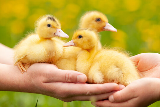 Mulardy ducklings in hand, a newborn bird.