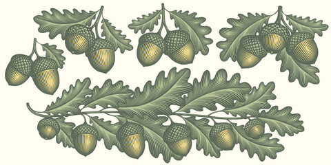 Oak branch and acorns. Design set. Editable hand drawn illustration. Vector vintage engraving. 8 EPS - obrazy, fototapety, plakaty