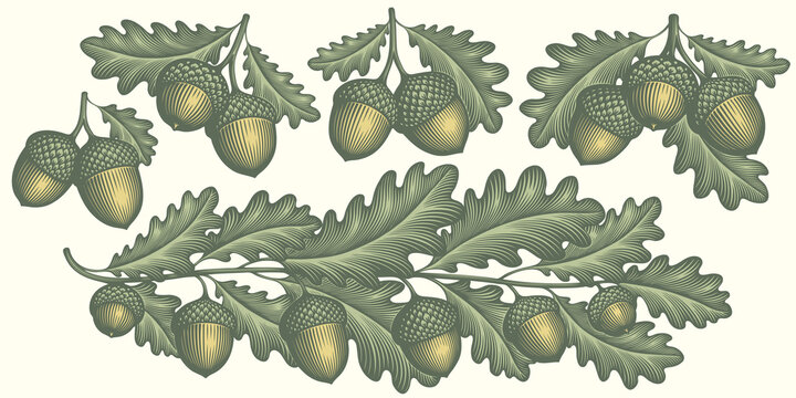 Oak branch and acorns. Design set. Editable hand drawn illustration. Vector vintage engraving. 8 EPS