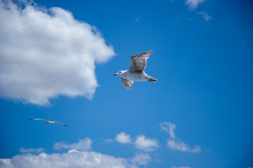 Blue sky and flaying seagull, Funny curious seagull in Tenedos