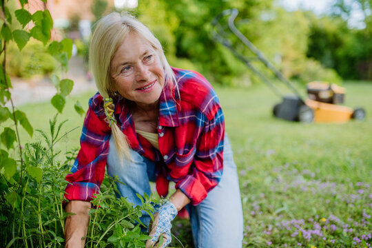 Senior woman gardening in summer, ctaking care of herbs, garden work concept.