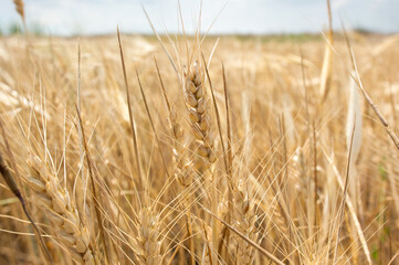 spikelets of wheat close-up against the background of the field and the sky. Harvesting grain crops.