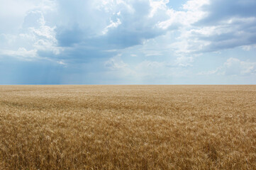 Field of ripe grain and blue sky, Nature - grain harvesting.