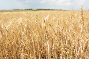 spikelets of wheat close-up against the background of the field and the sky. Harvesting grain crops.
