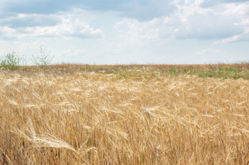 Field of ripe grain and blue sky, Nature - grain harvesting.