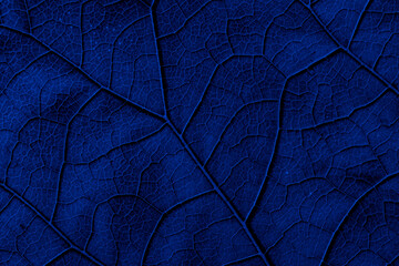 leaf structure, macro photo on tapete