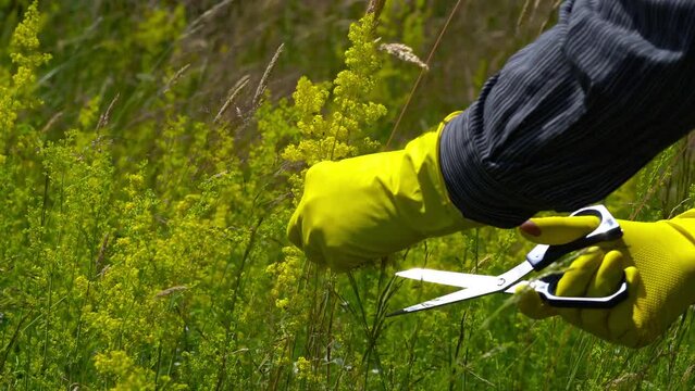 Lady's Bedstraw on slight breeze in natural ambient, picking (Galium verum) - (4K)