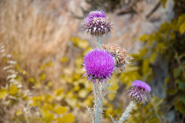 Close up of milk thistle (Silybum marianum) blooming in loneliness