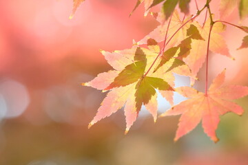 Japanese maple tree is changing leaves color	
