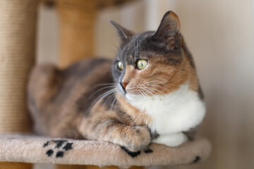 Domestic beautiful tricolor cat with yellow (amber) eyes sits on a cat climbing frame indoors and looks away. Close-up.